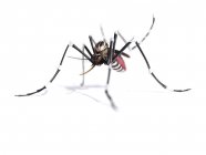 Mosquito hembra adulto - foto de stock