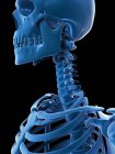 Teschio e colonna vertebrale cervicale — Foto stock