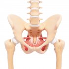 Muscolatura dell'anca umana — Foto stock