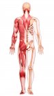 Вид ззаду на людську мускулатуру — стокове фото