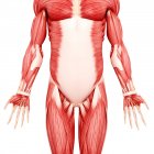 Вид мускулатуры человека — стоковое фото