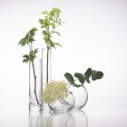 Медичні трави в скляних горщиках — стокове фото
