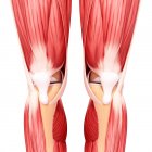 Нога мускулатуру і колінних caps — стокове фото