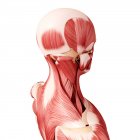 Musculatura de la cabeza humana - foto de stock