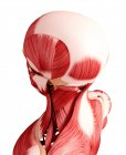 Musculatura de la cabeza humana - foto de stock