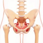 Human hip musculature — Stock Photo