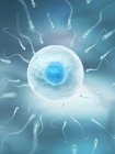 Egg and sperm fertilization process — Stock Photo