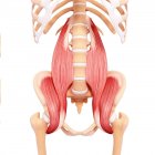 Основні мускулатуру людини psoas — стокове фото