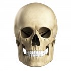 Визуальный рендеринг черепа человека — стоковое фото