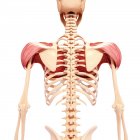 Musculatura del hombro humano - foto de stock