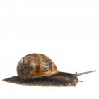 Garden snail crawling on white background. — Stock Photo