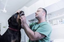 Проверка ветеринаром зубов собаки в клинике — стоковое фото