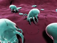 Microscopic Dust mites on floor — Stock Photo