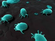 Микроскопические пылевые клещи на полу — стоковое фото