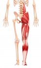Мышцы ног — стоковое фото