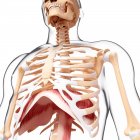 Musculature du diaphragme thoracique — Photo de stock