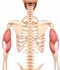 Human arms musculature — Stock Photo