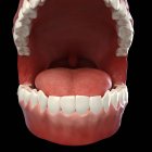 Здоровые человеческие зубы — стоковое фото