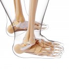 Strukturelle Anatomie menschlicher Fußknochen — Stockfoto