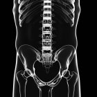 Secção lombar da coluna vertebral humana — Fotografia de Stock