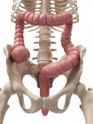 Healthy colon and skeletal system — Stock Photo