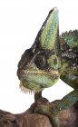 Adult Veiled chameleon — Stock Photo