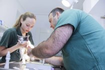 Veterinario examinando gato - foto de stock