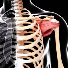 Людського плеча мускулатури — стокове фото