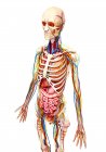 Anatomy and body systems of adult female — Stock Photo