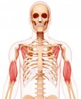 Musculatura de brazos humanos - foto de stock