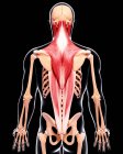 Musculatura das costas humana — Fotografia de Stock
