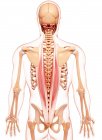 Human back musculature — Stock Photo