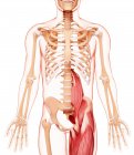 Musculatura da perna e parte inferior do corpo — Fotografia de Stock