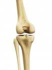 Reproduction visuelle des os du genou — Photo de stock
