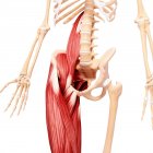 Нога людини мускулатури — стокове фото