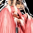 Musculatura humana do quadril — Fotografia de Stock