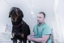 Veterinarian giving dog physical examination — Stock Photo