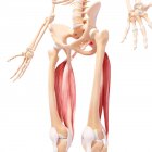 Pelvis and hip anatomy — Stock Photo
