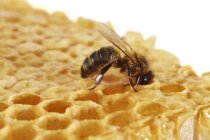 Медовая пчела на сотах — стоковое фото