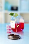 Planta geneticamente modificada em placa de Petri. — Fotografia de Stock
