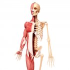 Vista frontal de la musculatura humana - foto de stock