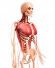 Musculatura del pecho y la espalda humana - foto de stock