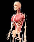 Людського грудях і спині мускулатури — стокове фото