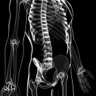 Sección lumbar de la columna vertebral humana - foto de stock