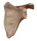 Anatomía de la escápula humana - foto de stock