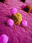 Células cancerosas e glóbulos brancos — Fotografia de Stock
