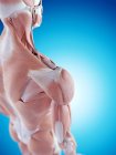Анатомія плечового людини — стокове фото