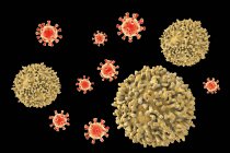 I linfociti attaccano i virus — Foto stock