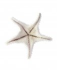 Esqueleto de estrela-do-mar no fundo branco . — Fotografia de Stock