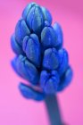 Close-up of grape hyacinth flower on pink background. — Stock Photo